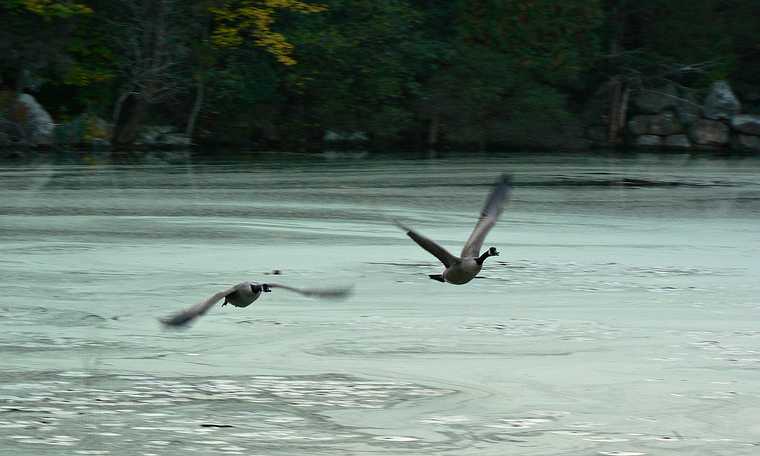 October 16, 2007 - Ipswich River Wildlife Sanctuary, Topsfield, Massachusetts.<br />Canada geese.