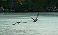 October 16, 2007 - Ipswich River Wildlife Sanctuary, Topsfield, Massachusetts.<br />Canada geese.