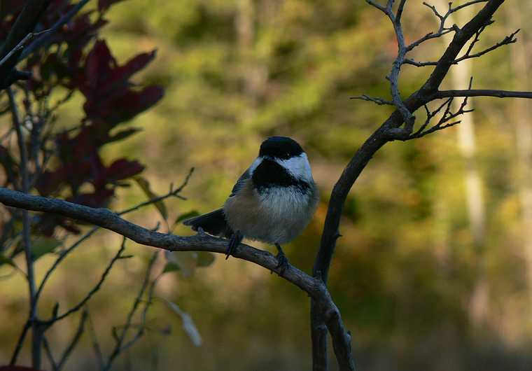 October 16, 2007 - Ipswich River Wildlife Sanctuary, Topsfield, Massachusetts.<br />Chickadee.