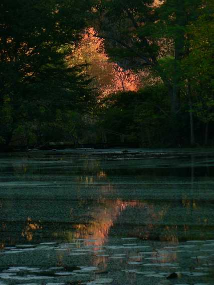 October 16, 2007 - Ipswich River Wildlife Sanctuary, Topsfield, Massachusetts.<br />Rockery pond.