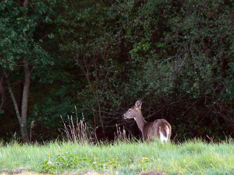 October 16, 2007 - Ipswich River Wildlife Sanctuary, Topsfield, Massachusetts.<br />Deer.