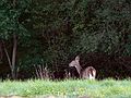 October 16, 2007 - Ipswich River Wildlife Sanctuary, Topsfield, Massachusetts.<br />Deer.