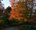 October 16, 2007 - Ipswich River Wildlife Sanctuary, Topsfield, Massachusetts.