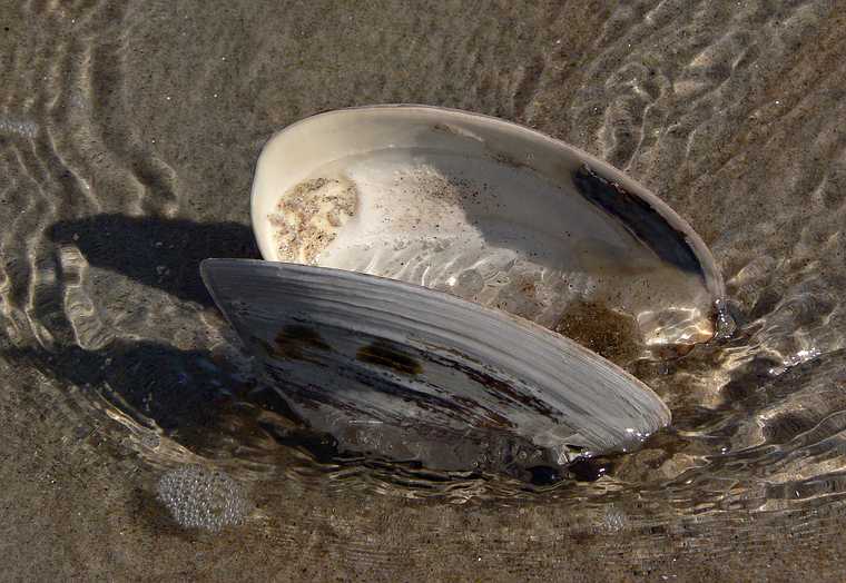 October 17, 2007 - Parker River National Wildlife Refuge, Plum Island, Massachusetts.