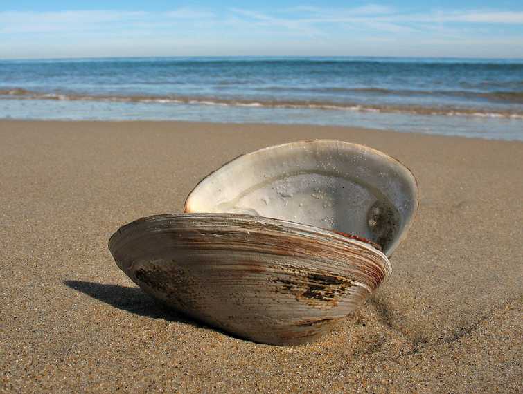 October 17, 2007 - Parker River National Wildlife Refuge, Plum Island, Massachusetts.