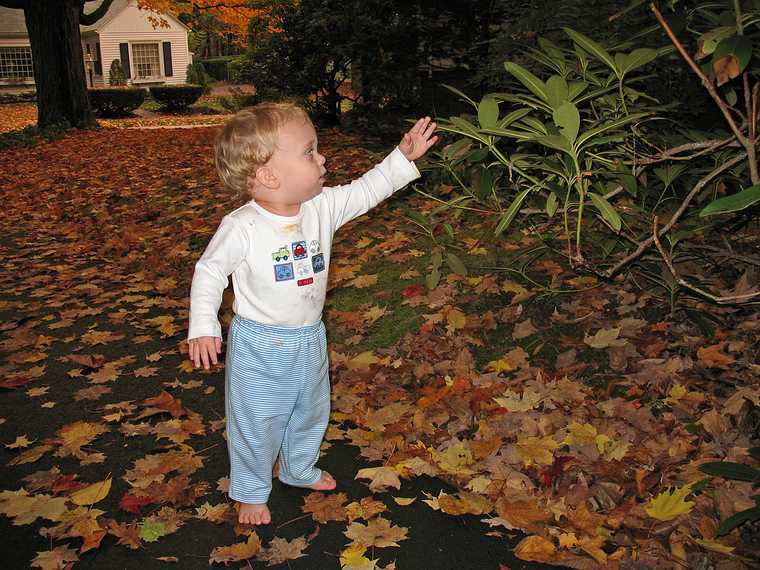October 20, 2007 - Merrimac, Massachusetts.<br />Matthew checking out the rhododendron.
