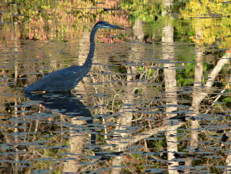 October 22, 2007 - Bradley Palmer State Park, Topsfield, Massachusetts.<br />Great Blue Heron.