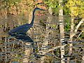 October 22, 2007 - Bradley Palmer State Park, Topsfield, Massachusetts.<br />Great Blue Heron.
