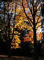 October 29, 2007 - Maudslay State Park, Newburyport, Massachusetts.