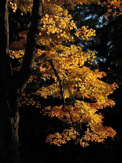 October 29, 2007 - Maudslay State Park, Newburyport, Massachusetts.