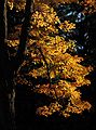 October 29, 2007 - Maudslay State Park, Newburyport, Massachusetts.