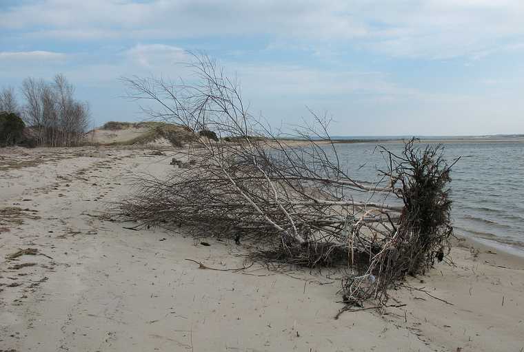 October 31, 2007 - Sandy Point State Reservation, Plum Island, Massachusetts.<br />More trees eroding at Sandy Point.