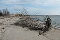 October 31, 2007 - Sandy Point State Reservation, Plum Island, Massachusetts.<br />More trees eroding at Sandy Point.
