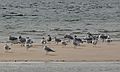 October 31, 2007 - Sandy Point State Reservation, Plum Island, Massachusetts.<br />A flock or colony of seagulls.