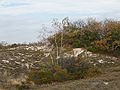 October 31, 2007 - Sandy Point State Reservation, Plum Island, Massachusetts.