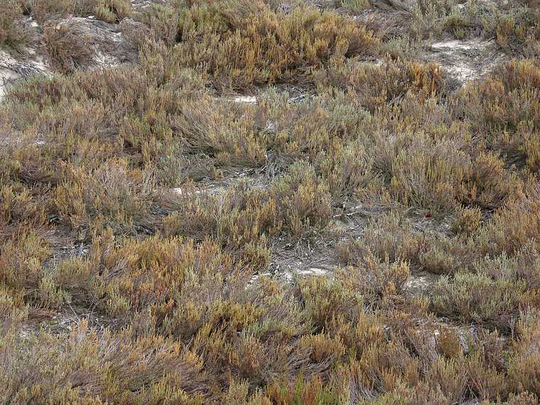 October 31, 2007 - Sandy Point State Reservation, Plum Island, Massachusetts.<br />Heather.