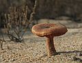 October 31, 2007 - Sandy Point State Reservation, Plum Island, Massachusetts.<br />A mushroom in open sand?