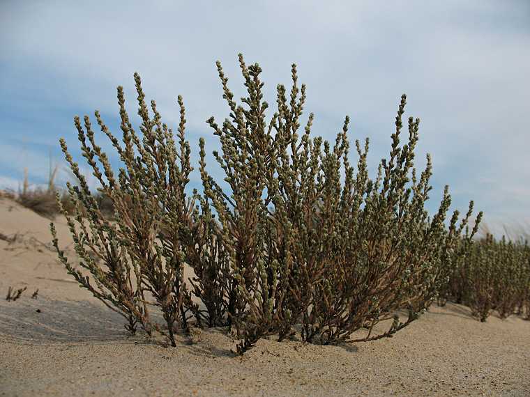 October 31, 2007 - Sandy Point State Reservation, Plum Island, Massachusetts.<br />Heather.