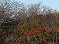 Nov. 4, 2007 - Parker River National Wildlife Refuge, Plum Island, Massachusetts.