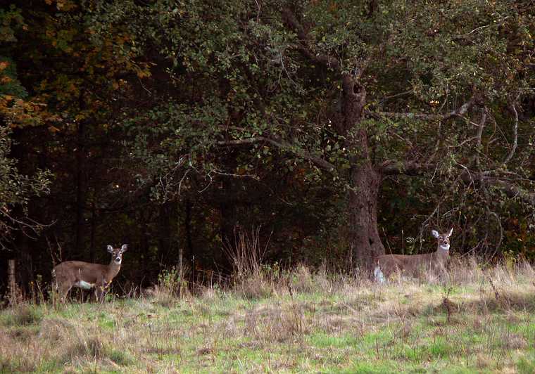 Nov. 5, 2007 - Maudslay State Park, Newburyport, Massachusetts.<br />Deer.