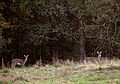 Nov. 5, 2007 - Maudslay State Park, Newburyport, Massachusetts.<br />Deer.