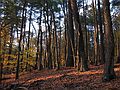 Nov. 5, 2007 - Maudslay State Park, Newburyport, Massachusetts.