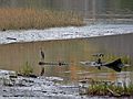Nov. 5, 2007 - Maudslay State Park, Newburyport, Massachusetts.<br />Great blue heron at the mouth of the Artichoke River.
