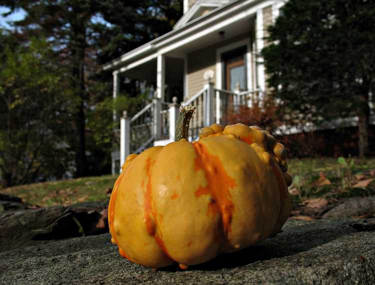 Nov. 8, 2007 - Merrimac, Massachusetts.<br />One of Paul's gourds.