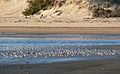 Nov. 13, 2007 - Sandy Point State Reservation, Plum Island, Massachusetts.