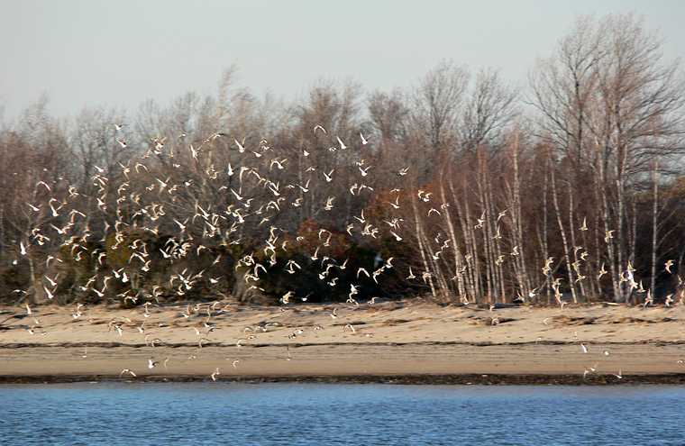 Nov. 13, 2007 - Sandy Point State Reservation, Plum Island, Massachusetts.