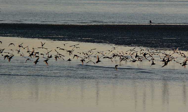 Nov. 13, 2007 - Sandy Point State Reservation, Plum Island, Massachusetts.