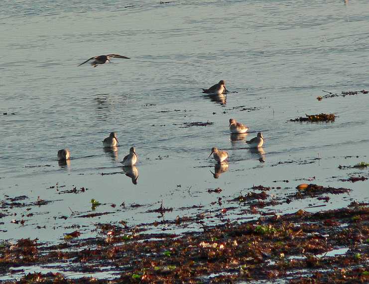 Nov. 13, 2007 - Sandy Point State Reservation, Plum Island, Massachusetts.