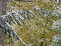 Nov. 20, 2007 - Merrimac, Massachusetts.<br />First snow of the season.
