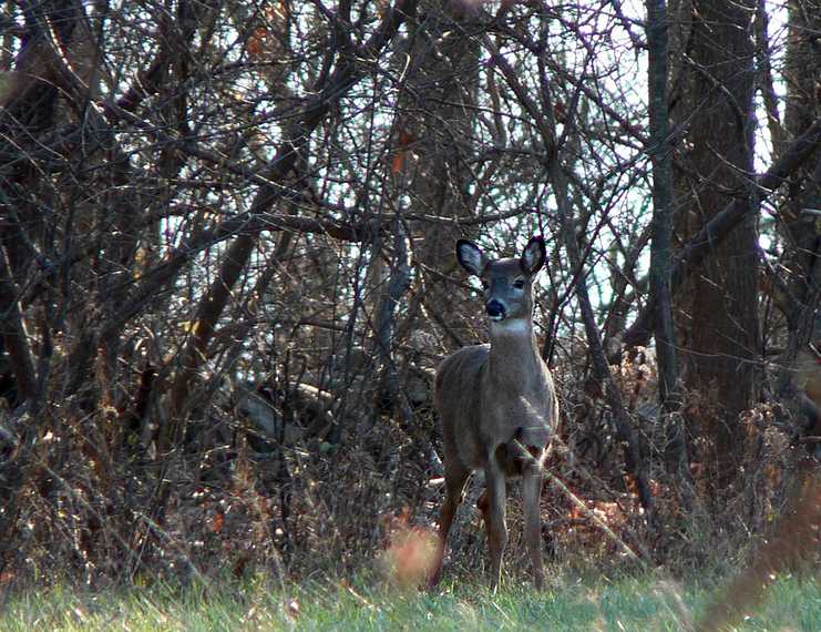 Nov. 30, 2007 - Ipswich River Wildlife Sanctuary, Topsfield, Massachusetts.<br />Deer.