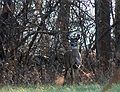Nov. 30, 2007 - Ipswich River Wildlife Sanctuary, Topsfield, Massachusetts.<br />Deer.