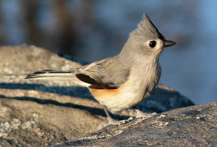 Nov. 30, 2007 - Ipswich River Wildlife Sanctuary, Topsfield, Massachusetts.<br />Tufted titmouse.