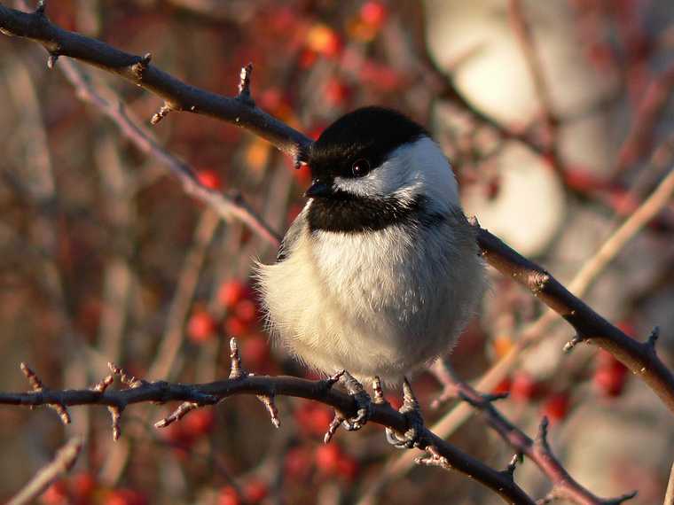 Nov. 30, 2007 - Ipswich River Wildlife Sanctuary, Topsfield, Massachusetts.<br />Chickadee.