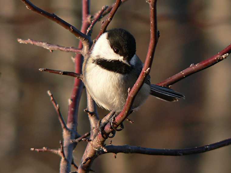 Nov. 30, 2007 - Ipswich River Wildlife Sanctuary, Topsfield, Massachusetts.<br />Chickadee.
