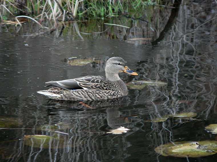 Nov. 30, 2007 - Ipswich River Wildlife Sanctuary, Topsfield, Massachusetts.<br />Female mallard.