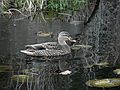Nov. 30, 2007 - Ipswich River Wildlife Sanctuary, Topsfield, Massachusetts.<br />Female mallard.