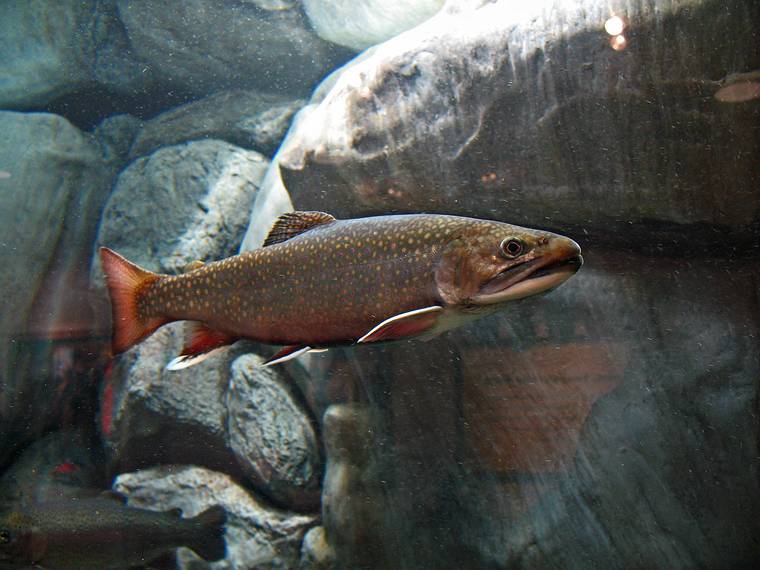 Dec. 5, 2007 - L.L.Bean, Freeport, Maine.<br />Trout in an aquarium at the store.