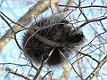 Jan. 2, 2008 - Laudholm Farm, Wells, Maine.<br />Porcupine.