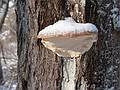 Jan. 2, 2008 - Laudholm Farm, Wells, Maine.<br />A mushroom shelf.