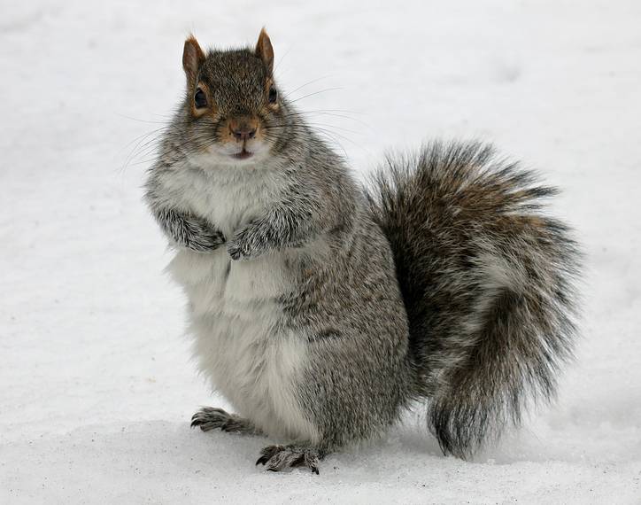 Jan. 7, 2008 - Lawrence, Massachusetts.<br />The squirrels are well fed at the Lawrence Common.