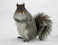 Jan. 7, 2008 - Lawrence, Massachusetts.<br />The squirrels are well fed at the Lawrence Common.