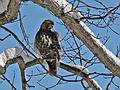 Jan. 15, 2008 - Amesbury, Massachusetts.<br />Red-tailed Hawk.