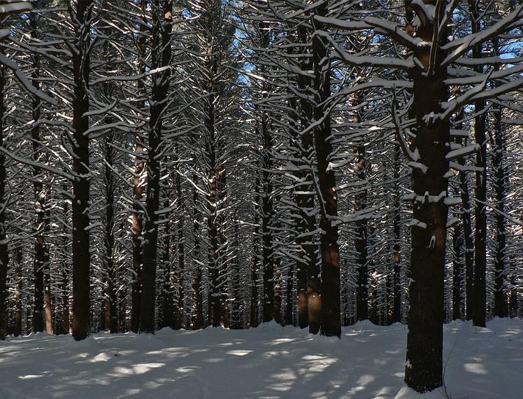 Jan. 15, 2008 - Maudslay State Park, Newburyport, Massachusetts.