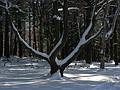 Jan. 15, 2008 - Maudslay State Park, Newburyport, Massachusetts.