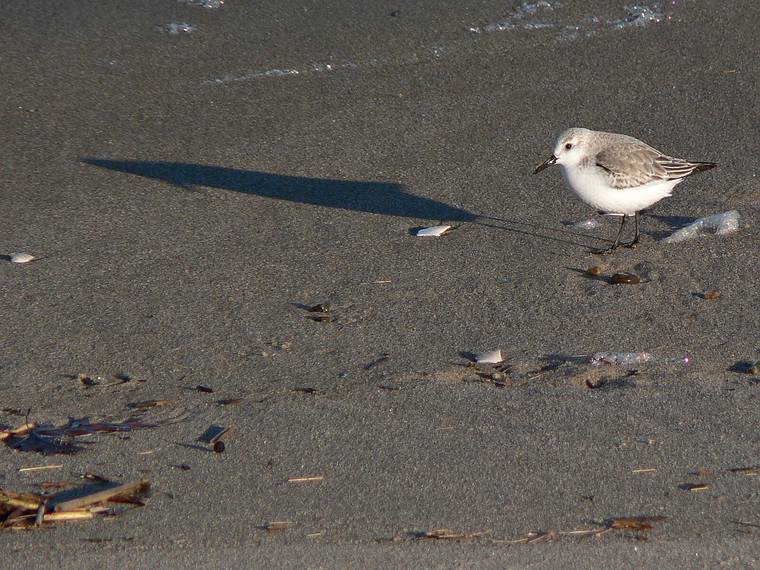 Jan. 16, 2008 - Parker River National Wildlife Refuge, Plum Island, Massachusetts.