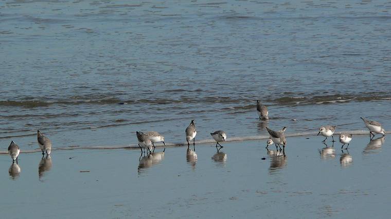Jan. 29, 2008 - Parker River National Wildlife Refuge, Plum Island, Massachusetts.